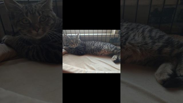 Малыши-котята Тиша и Тася в поисках дома! 💞
