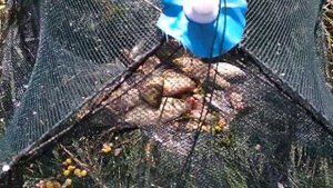 Ловля гольянов в мордушки