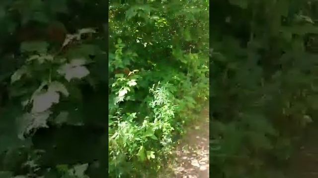 Экскурсия по Лесопарковой зоне вдоль р. Татьянка с А.Н. Крючковым (Ч.1)