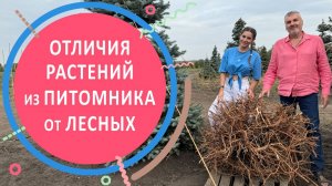 Отличия растений из питомника и из леса или за что питомники берут деньги?