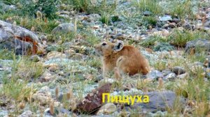 06 Марс 1 и Марс 2  (Горный Алтай)