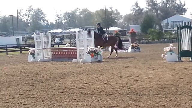Bay adult htr/derby horse смотреть онлайн