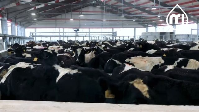 NivaRotor Milking parlour #Ekoniva #Эконива #НиваРотор