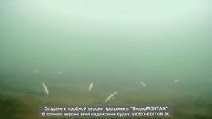 почему рыба не клюёт