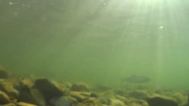 #Magadan Горбуша 2023 смотреть онлайн