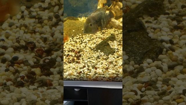 Астронотус и Акары едят улиток☺️для них это деликатес😁 смотреть онлайн