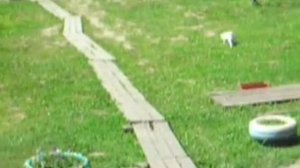 Ловля бабочек