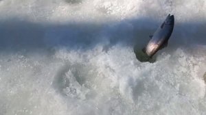 Белый магот на пассивной снасти!