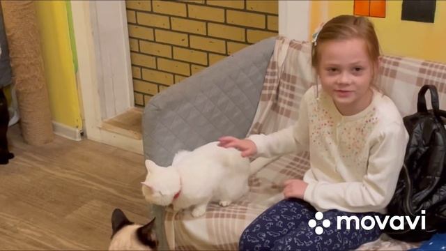 Котокафе Москва, прогулка по Москве. Август 2022