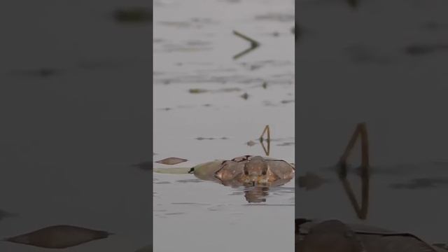 Пришла Зима и он Погибнет смотреть онлайн