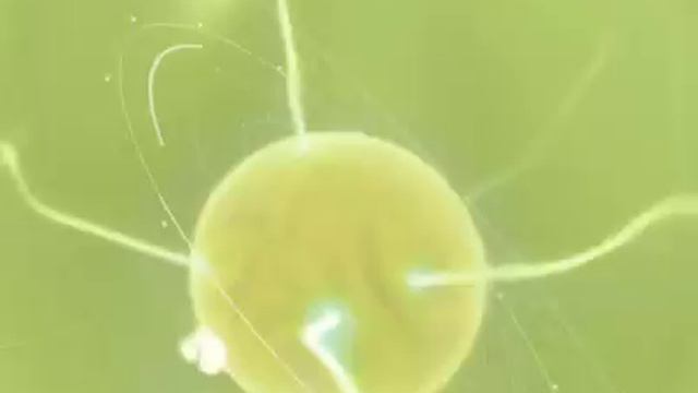 ID_LOGO_NTV2001.mov