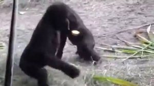 Горилла 🦍