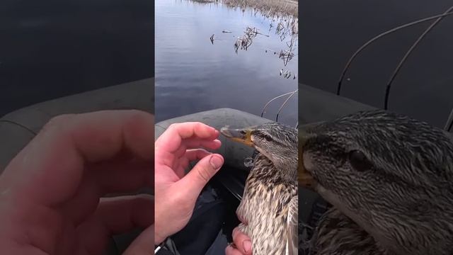 смотри что творят браконьеры смотреть онлайн