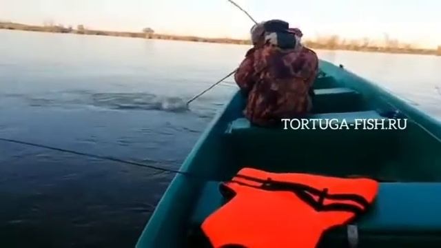 Отличный Улов👍🔥🎣Судак,Жерех,Сом смотреть онлайн