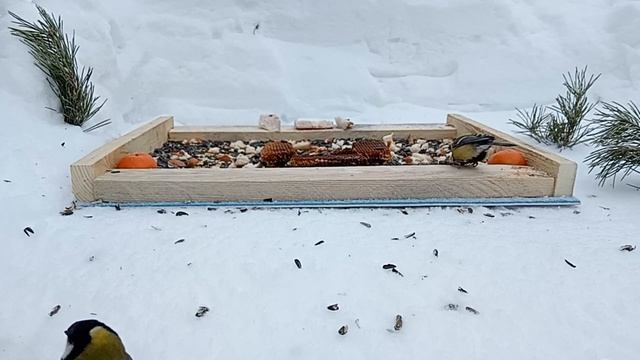 🐦Кормление Птиц🐦⬛05.02.2024 года🦩
