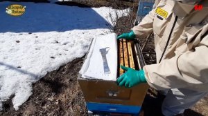 пчеловодство, итог зимовки на полных корпусах, верхняя вентиляция