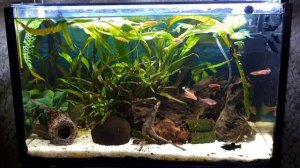 Аквариум на 55 литров от 20 ноября 2022 года.