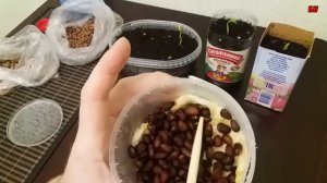 КАК ВЫРАСТИТЬ КЕДР В ДОМАШНИХ УСЛОВИЯХ ОТ А ДО Я (часть 2)