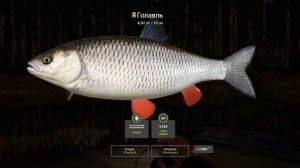 Трофейный Голавль На Реке Вьюнок. Русская Рыбалка 4