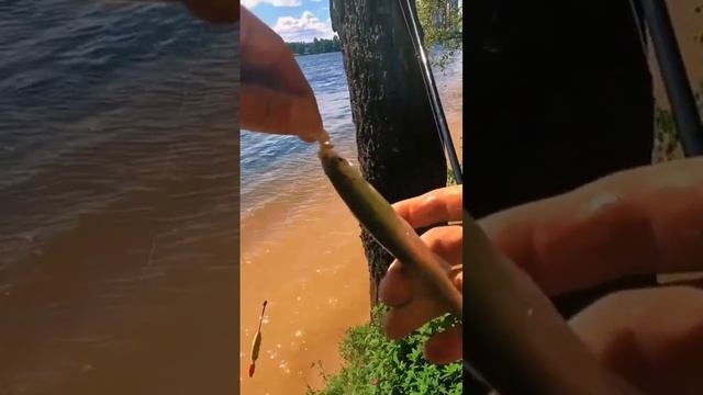 Рыбалка клюет вся белая рыба #санктпетербург #fishing #рыбалка #клюет #2024 #рыбалкаскомфортом # смотреть онлайн