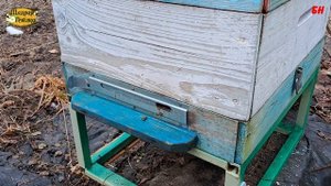 пчеловодство, опять о зимовке и плохих пчелах