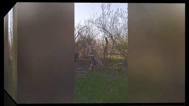Пилим сухие деревья