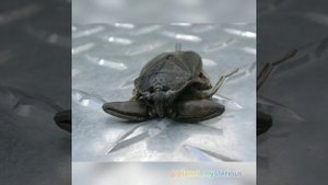 Гигантский водяной клоп