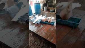 Голуби. Тульские цветные турманы и спортивные-Чехи. 31 декабря 2023 г.