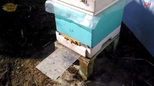 Пчеловодство. итоги зимовки в ульях ППС, ППУ. Расход кормов Лысонь Нижегородец