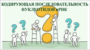 Задача на биосинтез белка, определение кодирующей последовательности нуклеотидов 52704.