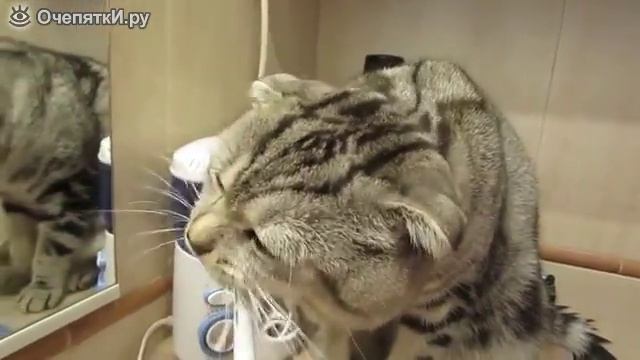 Мой котик чистит зубки смотреть онлайн