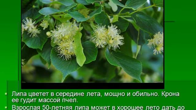 Видео - экскурсия "Золотая Липа" смотреть онлайн