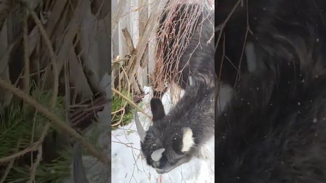 In the village, a goat eats a broom made of red willow and birch. смотреть онлайн
