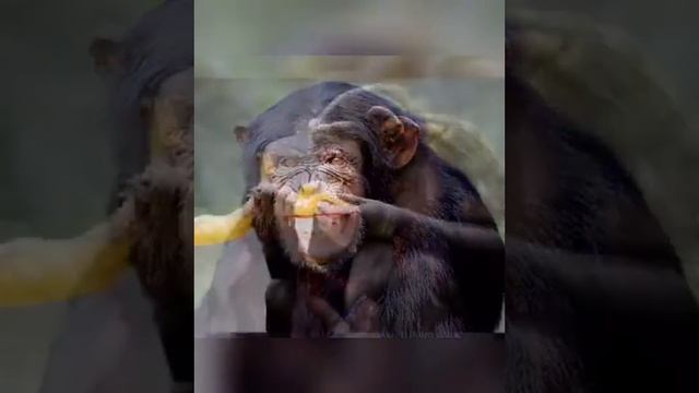 Шимпанзе 🐒