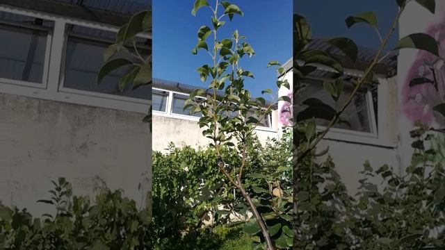 #Прививка#ЗимняяПрививка#ПрививкаОсеняя#ПрививкаГруши #ПрививкаНаАйву# ПрививкаСемечковые смотреть онлайн