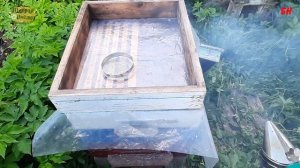 подсадка матки надежным способом, как подсадить матку на летную пчелу, хитрости подсадки маток