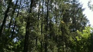 Академгородок Новосибирск.НГУ,ИЦиГ.Прогулка.