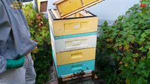 пчеловодство фиаско сотового мёда