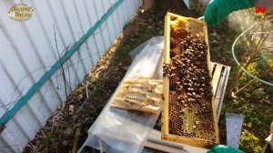 ПЧЕЛОВОДСТВО матка сеет. обработка чистотелом. РАБОТЫ НА ПАСЕКЕ В МАЕ