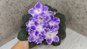 Фиалка НД-Кристалл Сваровски