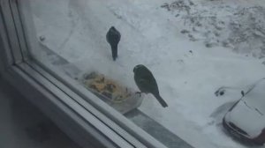 Кормушка