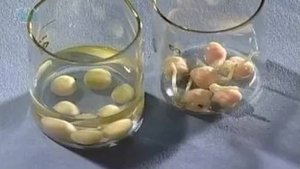 Семя. Необходимость воздуха для прорастания семян