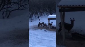 Косули на кормушке