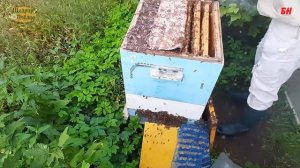 пчеловодство, август сколько расплода в семьях