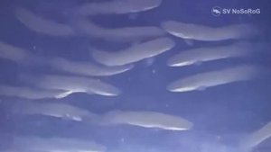 Чем предпочитает питаться и как охотится Гигантская арапайма (Giant arapaima) — Arapaima gigas ?