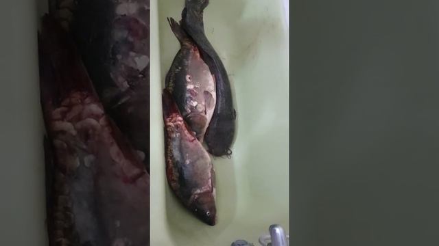 Фортовая рыбалка смотреть онлайн