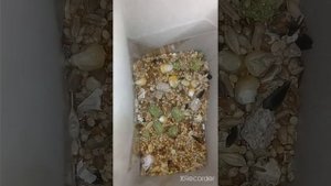 Какой корм лучше для джунгарского хомяка  Littel ONE или БРИЛЛИАНТ