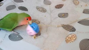 Попугай неразлучник играет с прищепкой, мячиком,бумагой . Самый забавный неразлучник!