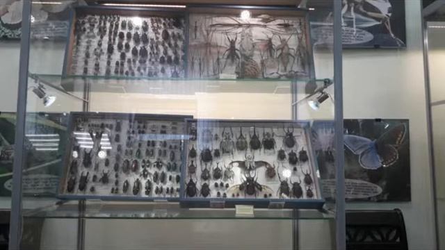 Экскурсия по выставке В.П. Лосманова "В поисках прекрасного" в Кировском зоологическом музее смотреть онлайн