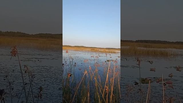 Охота на утку смотреть онлайн